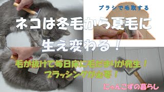 【猫は冬毛から夏毛に生え変わる】この時期は毛が抜けるのでブラッシングがかかせません