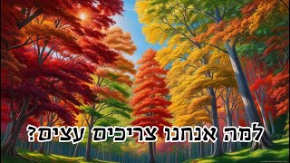 למה עצים חיוניים לבני אדם ולסביבה? ט\