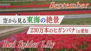 【空から見る東海の絶景】深紅に染まる川辺　咲き誇る230万本のヒガンバナ