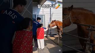 당근으로 밀당하면?🤣🥕🐎 #쇼츠 #shorts #제주 #제주여행 #제주도 #승마 #말타기 #먹이 #당근  #먹이주기체험 #목장 #말 #체험