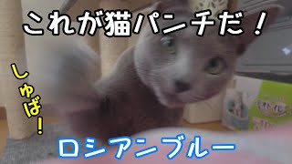 猫パンチ【ロシアンブルー】2台のカメラを使用して猫パンチするさまを捉えてみたら凄かったｗｗ猫ちゃんの華麗なるパンチ