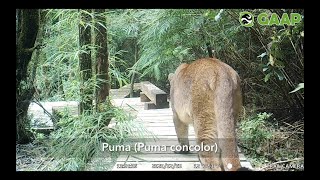 Spotted on the Trail: The GAAP Protecting Wildlife in Chile