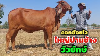 ใหญ่ปานช้าง‼️วัวยักษ์ วัวท้องไซส์ใหญ่สูง 165+ ฮ้อยไวมาใหม่ แม่เทาลูกแดงงามปานเลือดร้อย ราคาเบาหวิว