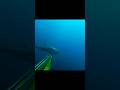 Spearfishing_ Memanah ikan dari dekat part 9 #shorts