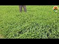 2 sprays to increase wheat yield complete information taken from wheat scientist. wheat farming 2025