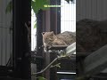 【東山動植物園公式】5頭のツシマヤマネコの赤ちゃん～秋～ 1：5頭揃ってるかな？《 ツシマヤマネコ 》