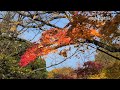 autumn leaves falling 바람에 떨어지는 낙엽