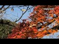 autumn leaves falling 바람에 떨어지는 낙엽