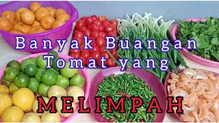 Banyak buangan Tomat 🍅 yang melimpah 🤩🤓