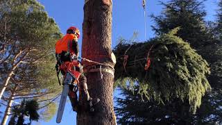 Abbattimento controllato alberi in tree climbing con elicottero