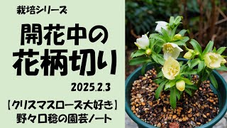 2025.2.3 開花中の花柄切り