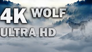 Wolves Hunting Yak in Himalaya | Wolf vs Tibetan Yak
