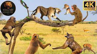 Kenya | Cuộc Chạm Trán Gay Cấn Giữa Khỉ Đầu Chó Và Sư Tử - Thế giới động vật