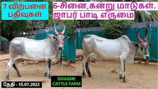 7-விற்பனை பதிவுகள்.6-சினை,கன்று மாடுகள்.ஜாபர் பாடி எருமை