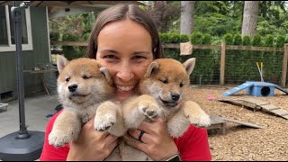 Shiba Inu adorable puppy overload -Pick of the litter