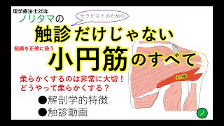 小円筋のすべて　触診・柔軟性改善・機能解剖