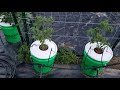 Outdoor hydroponic garden