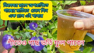 অপরাজিতা গাছের মাটিতে ঢেলে দিন এক গ্লাস এই  খাবার | শীতকালেও প্রচুর ফুল ফুটবে গাছ ঝোপালো হবে