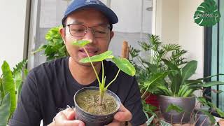 บอนนาญี่ปุ่นด่าง ไม้ด่างมาแรงเดือน พ.ย Colocasia esculenta yellow splash