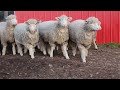 daily sheep farming vlog getting sheep in for the night