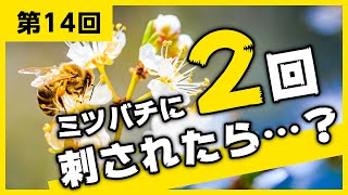 【第14回】間違いだらけのはちみつ選び【ミツバチに2回刺されて大丈夫？】