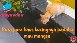 kucing pura pura haus padahal mau mangsa di kolam ikan #shorts #kucing #kucinglucu #cat #kinemaster