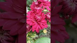 মেজেন্ডা চন্দ্র মল্লিকা (Magenta Chrysanthemum)