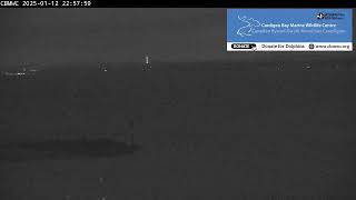 CBMWC Dolphin Watch Live: 2025-01-12