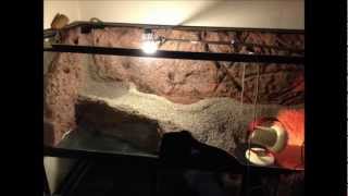 Caiman Enclosure