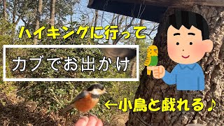 【モトブロ】カブ散歩　小鳥と戯れてきた♪