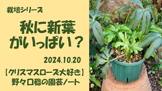 2024.10.20 秋に新葉がいっぱい？