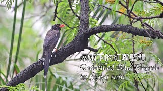 暴雨下的紅嘴藍鵲 Red billed Blue Magpie in heavy rain