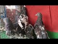 pets store in hyderabad kalapathar persian kittens love birds pigeons lot