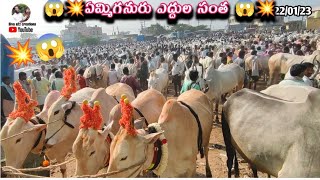 Sunday Cattil Market Yemmiganur// Andhra Pradesh Oxes market videos