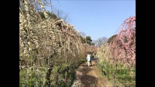 2016.3.8 しだれ梅まつり、名古屋市農業センター