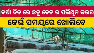 ବର୍ଷା ଦିନ ରେ ଛତୁ ବେଡ ର ପଲିଥିନ କଭର କେଉଁ ସମୟରେ ଖୋଲିବେ/When to remove Mushroom bed cover in Rainy days