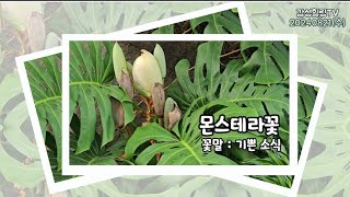 몬스테라꽃을 보면 3대가 부귀영화를 누린다네요 감상하시고 행운 받아가세요 #몬스테라꽃 #감성힐링TV