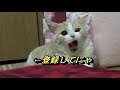 【ジャンプ】猫の垂直跳びを測定しました【スコティッシュフォールド】