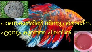 Moina culture can be easily made from cow dung... ചാണകത്തിൽ നിന്നും മൊയ്ന ...എളുപ്പത്തിൽ..