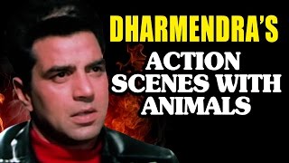 Most terrible stunts with wildlife by Dharmendra - Jukebox
