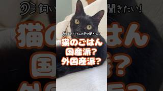 【飼い主の声が聞きたい！-003】猫のごはん、国産派？ 外国産派？　#保護猫  #ねこのいる生活 #猫好き #段ボールハウス  #ニャンテコッタ #cat