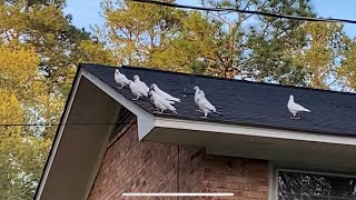 Racing pigeons loft, Pigeon training 2020 young birds