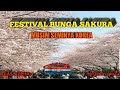 Vlog Korea || Festival Bunga Sakura Di Musim Semi Korea