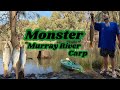 Catching MONSTER CARP on the MURRAY RIVER - Crazy Carp Fishing