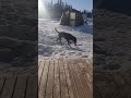 snow digging alaska puppy winter cutedog kubrick mister boys frisbee