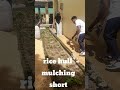 Rice Hull Mulching, Safe Gardening