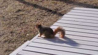 Хоол хайж яваа улаан үнэгний хэрэм. A red fox squirrel looking for food.