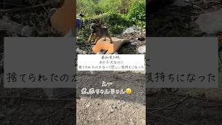 #タイ #タイ旅行 #thailand #bangkok #bangkokthailand #shortvideo #shorts #short #バンコク #野良 #野良犬 #子犬 #わんこ #犬