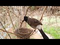 savage snake attack on baby birds parent s unbearable reaction black headed bulbul in nest day 8