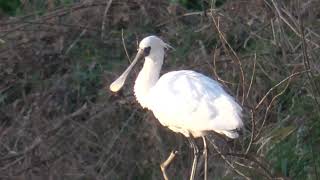 S0155　[Endangered species]　Confluence of Nanase River \u0026 Oita River　Strong Wind　Black-Faced Spoonbill